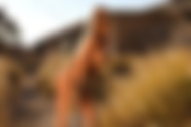 [photodromm.com] 2017-09/[photodromm.com] - 2017.09.02 - Brittie - The Golden Touch (x50) 2000x3000/15l.jpg