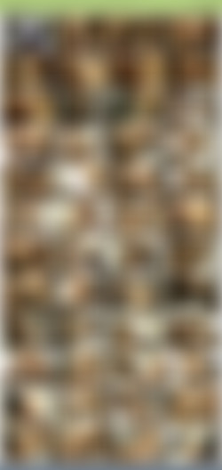 TheHabibShow h265/SS/TheHabibShow 036 .The THREESOME BRAZILIAN MILF AND MS. BRAZILIAN SWAG GANGBANG.jpg